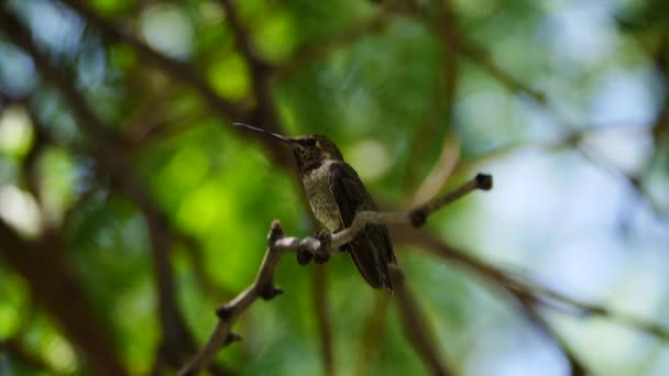 Primer Plano Colibrí Posado Árbol Mesquite — Vídeos de Stock