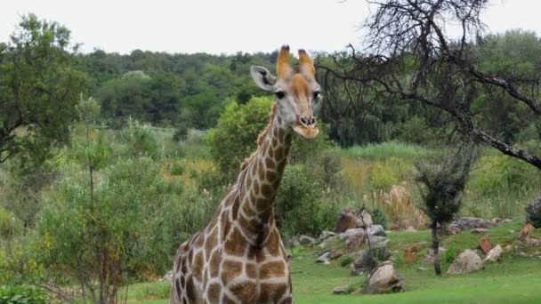 Close Uma Girafa Parque Nacional Kruger Observando Predadores — Vídeo de Stock