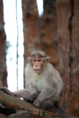 Bir bankta oturan Formosan Rock Macaque dikey çekimi.