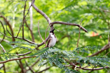 Kırmızı bıyıklı bir bültene ya da ağaç dalına tünemiş bir ibiğe yakın çekim