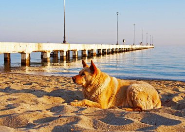 Tatlı kahverengi Can de Palleiro köpeği kumlu sahilde güneşli bir deniz manzarasıyla yatıyor.