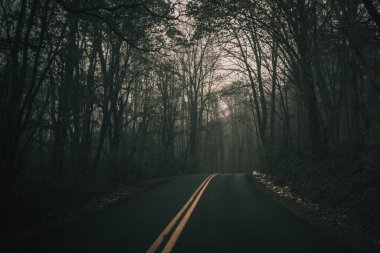 Ormandaki ağaçların arasında boş bir yolun görüntüsü.