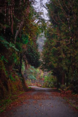 Sonbaharda güzel bir ormanın alçak açılı görüntüsü