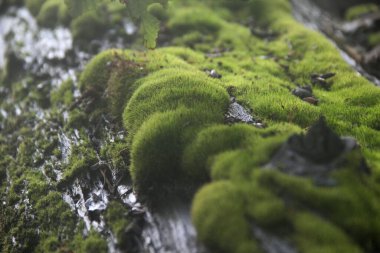 Kütüğün üzerindeki yosunlara yakın çekim. Seçili odak.