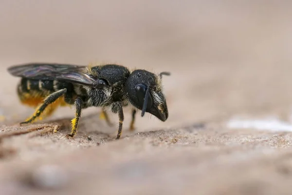 Detailed Closeup Female Large Headed Armoured Resin Bee Heriades Truncorum — Stock Photo, Image