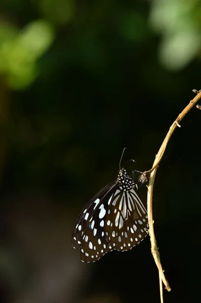 Primo Piano Verticale Una Farfalla Tigre Blu Appollaiata Ramo Sfondo — Foto Stock