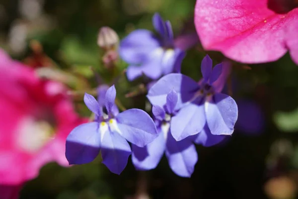 Красивые Фиолетовые Цветы Лобелии Цветущие Саду — стоковое фото