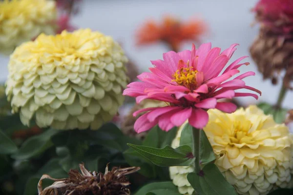 Closeup Colorful Zinnia Flowers Garden — Stock Photo, Image