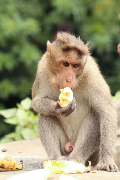 Plano Vertical Macaco Formosan Rock Comiendo Plátano — Foto de Stock