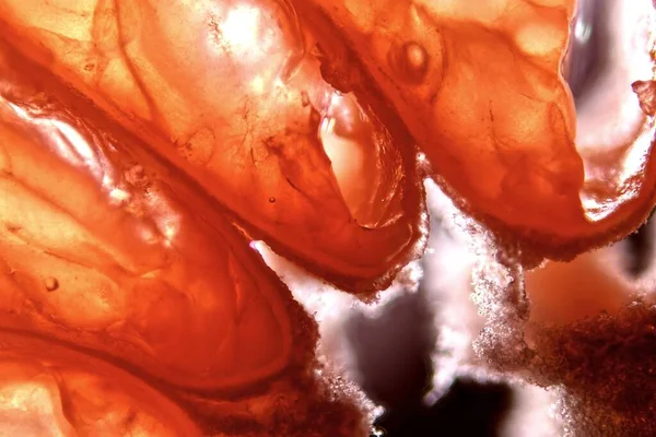 Macro Shot Grapefruit Juice Vesicles — Stock Photo, Image