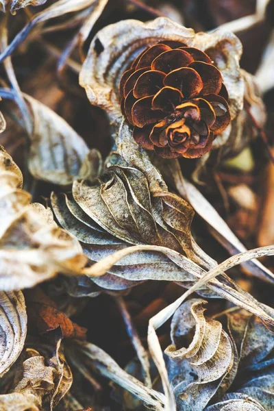Abgestorbene Blätter Und Zapfen Trocknen — Stockfoto