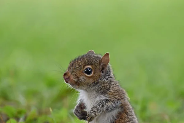 Close Esquilo Cinza Oriental Contra Fundo Verde Sciurus Carolinensis — Fotografia de Stock