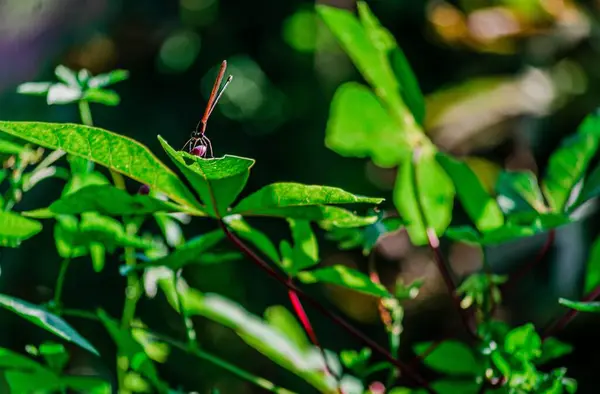Yeşil Bir Yaprağın Üzerindeki Yusufçuğun Sığ Odak Noktası — Stok fotoğraf