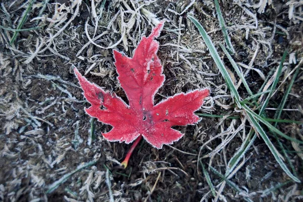 Primer Plano Una Hoja Arce Congelado Rojo Sobre Una Hierba —  Fotos de Stock