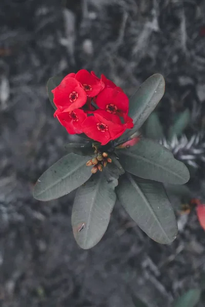 A vertical closeup of Euphorbia milii, the crown of thorns, Christ plant, or Christ thorn.