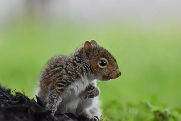 Eine Nahaufnahme Des Östlichen Grauhörnchens Vor Grünem Hintergrund Carolinensis Schnecke — Stockfoto