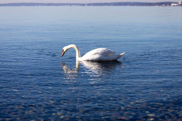 美しいショット青い水の中に白いミュート白鳥 — ストック写真