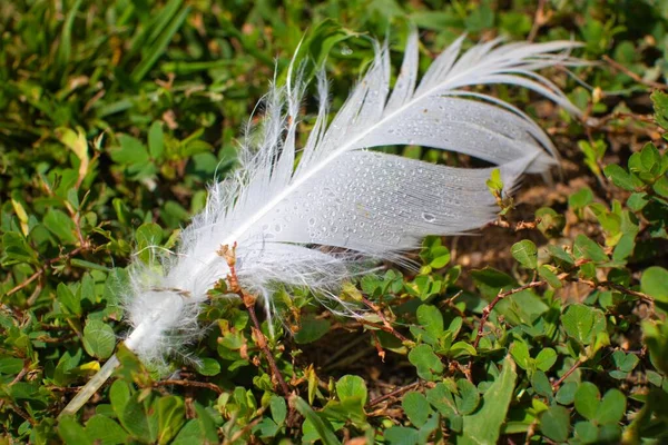 一滴水滴在绿色的杂草上的白色羽毛特写镜头 — 图库照片