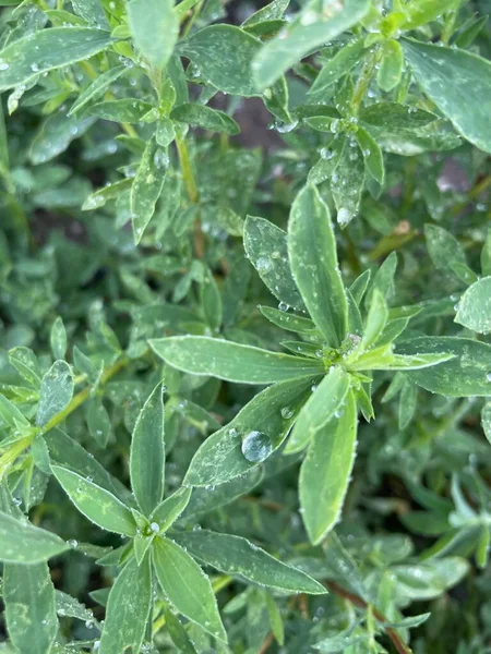 Eine Vertikale Aufnahme Grüner Pflanzen Mit Regentropfen — Stockfoto