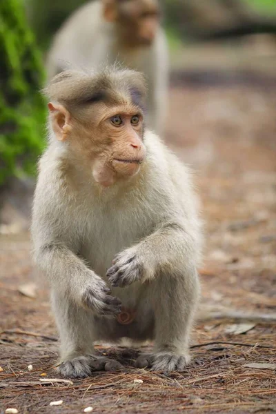 Sebuah Gambar Vertikal Dari Bayi Formosan Rock Macaque Duduk Tanah — Stok Foto