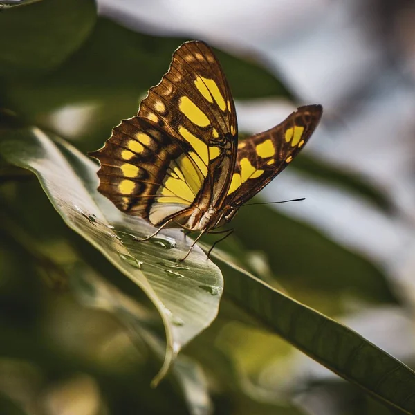Closeup Shot Yellow Black Butterfly Wet Leaf — Stock Photo, Image