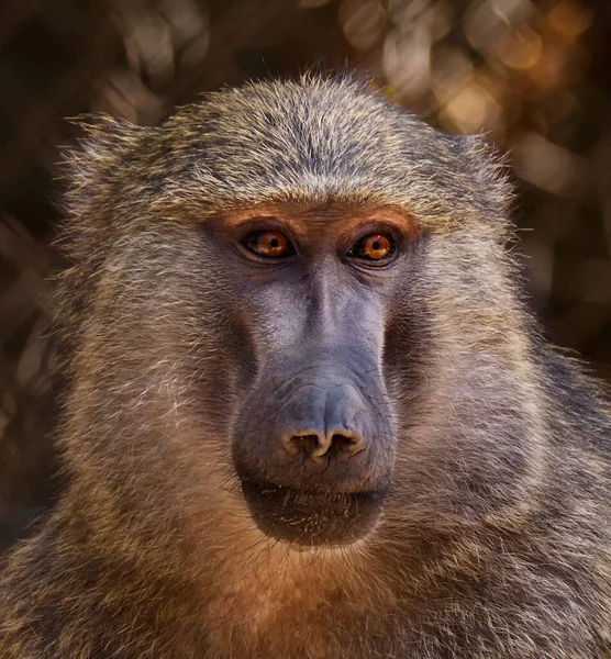 Closeup Shot Guinea Baboon — Stock Photo, Image