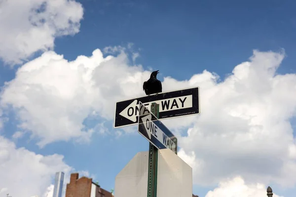 Nahaufnahme Eines Raben Der Auf Einbahnstraßen Schildern Mit Wolkenlosem Blauem — Stockfoto