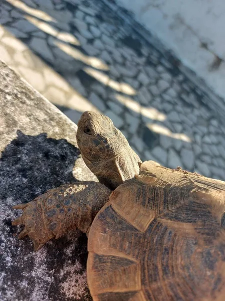 Eine Vertikale Aufnahme Einer Riesenschildkröte Auf Dem Boden — Stockfoto