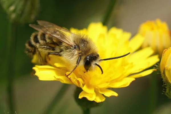 Zbliżenie Puszysty Samiec Pantaloon Pszczoła Dasypoda Hirtipes Siedzi Żółty Hawksbeard — Zdjęcie stockowe