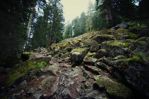 Low Angle Shot Moss Covered Rocks Forest Gloomy Sky Background — Stock Photo, Image