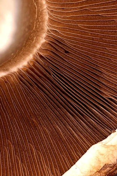 Vertical Macro Shot Mushroom Bottom Pattern — Stock Photo, Image