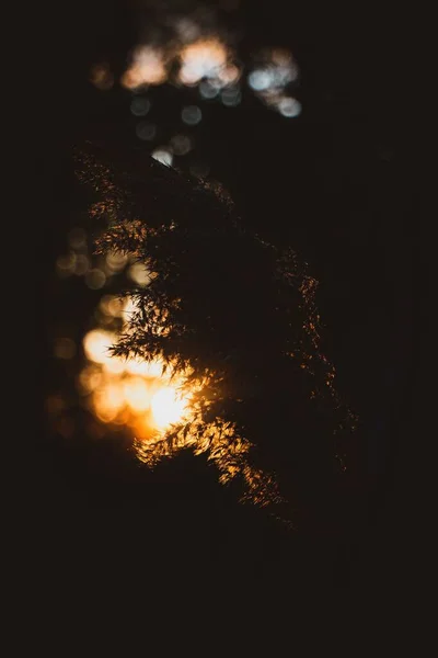 Μια Σιλουέτα Από Κλαδιά Κωνοφόρων Δέντρων Στο Ηλιοβασίλεμα — Φωτογραφία Αρχείου
