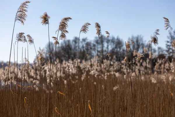 Selective Focus Common Reeds Phragmites Australis Field — Stock Photo, Image