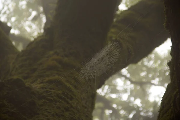 Toile Araignée Sur Arbre Moussue Dans Forêt — Photo