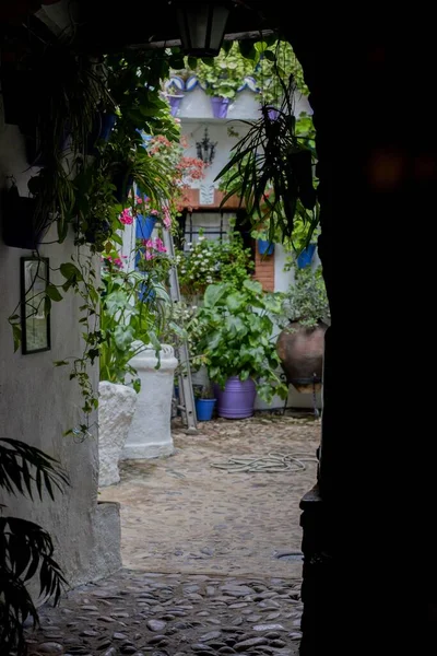 Egy Függőleges Felvétel Egy Fáról Egy Régi Ház Előtt Malagában — Stock Fotó
