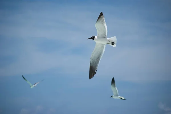 Een Close Shot Van Witte Meeuwen Vliegen Lucht Een Zonnige — Stockfoto