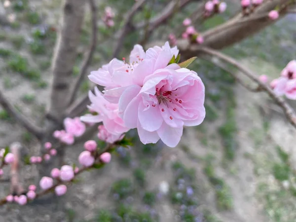 一张绽放的粉色樱花枝叶的特写照片 — 图库照片