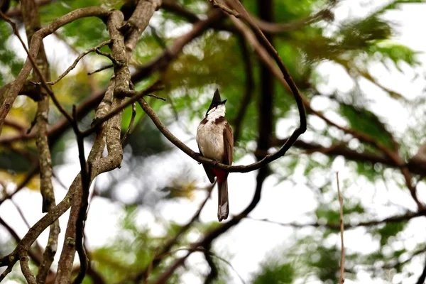 Primo Piano Bulbul Rosso Whiskered Bulbul Crestato Appollaiato Ramo Albero — Foto Stock