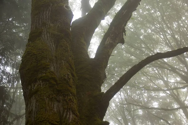 Közelkép Mohás Fatörzsről Ködös Erdőben — Stock Fotó