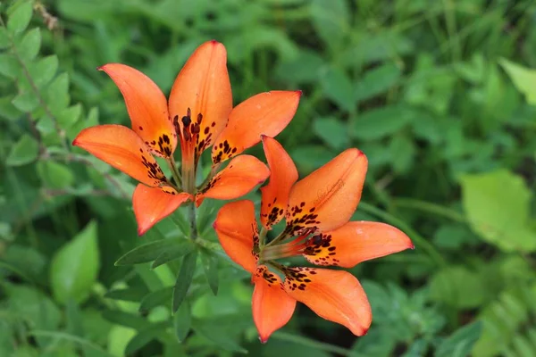 Zbliżenie Lilium Philadelphicum Znane Również Jako Lilie Drzewne — Zdjęcie stockowe