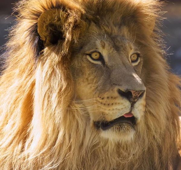 Κοντινό Πλάνο Ενός Αρσενικού Λιονταριού — Φωτογραφία Αρχείου