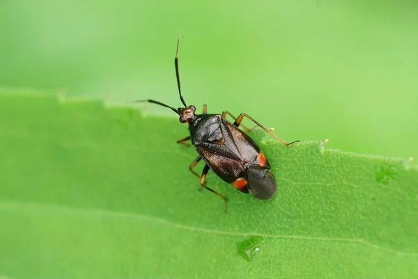 Closeup Red Spotted Plant Bug Deraeocoris Ruber Sitting Green Leaf — Stock Photo, Image
