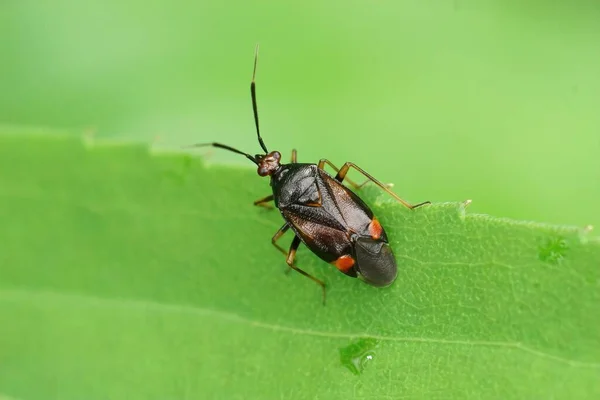 赤い斑点のある植物のバグ 庭の緑の葉の上に座っているDeraecorisゴム — ストック写真