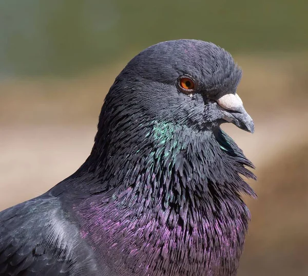 Eine Nahaufnahme Einer Blauen Taube — Stockfoto