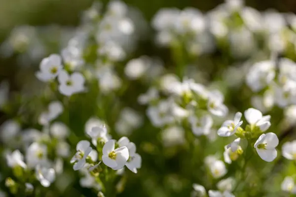 Selektywne Skupienie Kwitnących Białych Kwiatów Drzewie — Zdjęcie stockowe