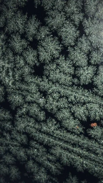 Colpo Verticale Una Bella Foresta Inverno Charleston Stati Uniti — Foto Stock