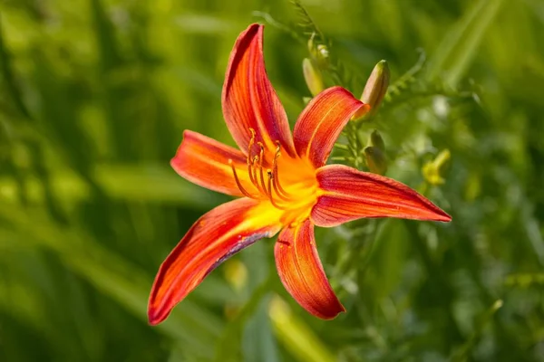 Gros Plan Hemerocallis Fulva Lys Orange Sur Fond Vert — Photo