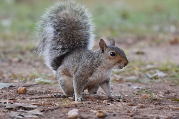 Close Esquilo Cinzento Oriental Parque Sciurus Carolinensis — Fotografia de Stock