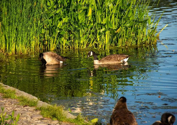 Suda yüzen vahşi ördeklerin yakın çekimi.