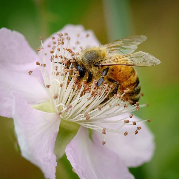 Eine Nahaufnahme Einer Kleinen Biene Auf Der Weißen Blume — Stockfoto